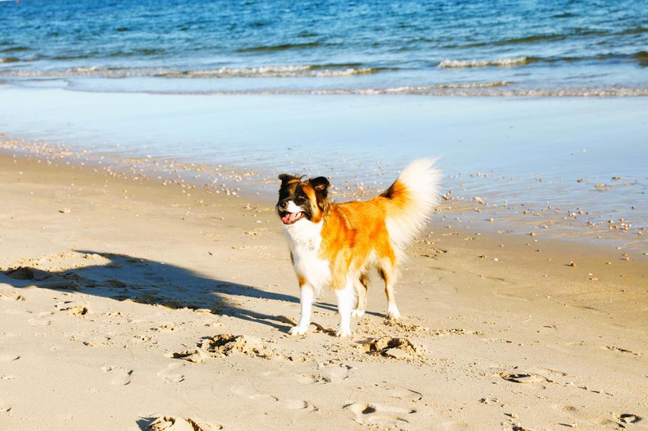 Seashell * Dennis